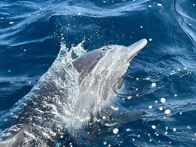 Puerto Escondido: Boat Tour to see Dolphins and Marine Life - Detailed Itinerary Breakdown