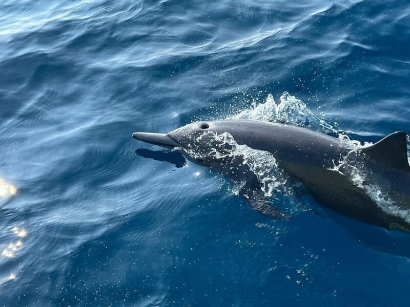 Puerto Escondido: Boat Tour to see Dolphins and Marine Life - Cost and Value Analysis