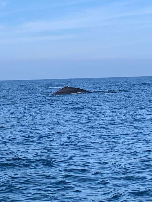 Puerto Escondido: Boat Tour to see Dolphins and Marine Life - FAQ