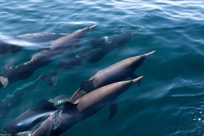 Puerto Escondido Dolphin and Whale Watching Adventure - Setting Out on the Pacific: What to Expect