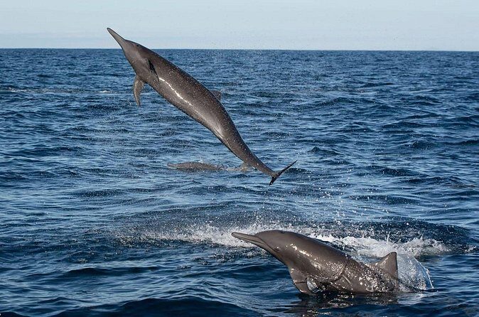 Puerto Escondido Dolphin and Whale Watching Adventure - Final Thoughts: Is It Worth It?