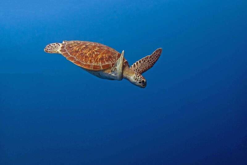 Puerto Escondido: Family Private Boat Tour - Key Points