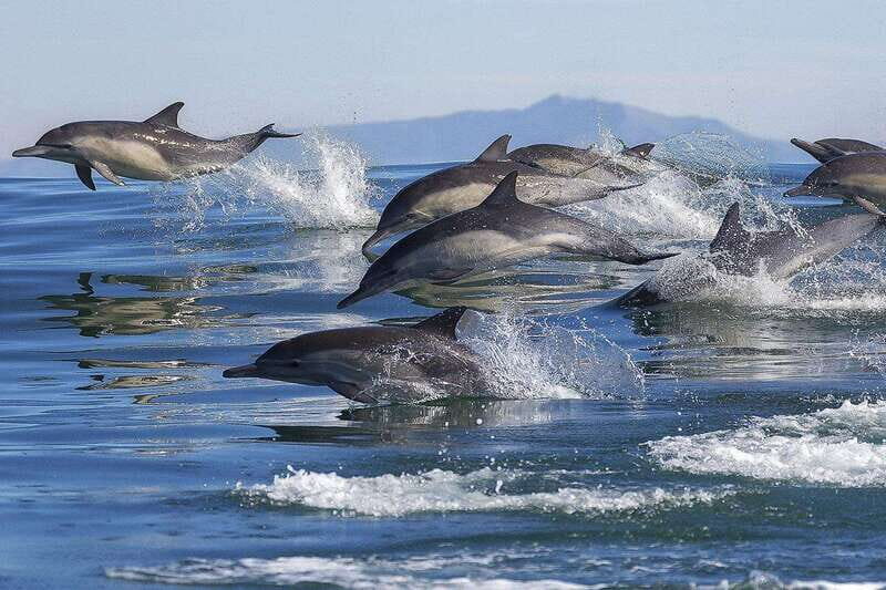 Puerto Escondido: Family Private Boat Tour - Who Should Consider This Tour?