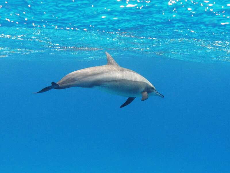 Puerto Escondido: Family Private Boat Tour - The Sum Up