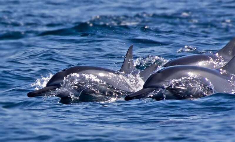 Puerto Escondido: Family Private Boat Tour - FAQs