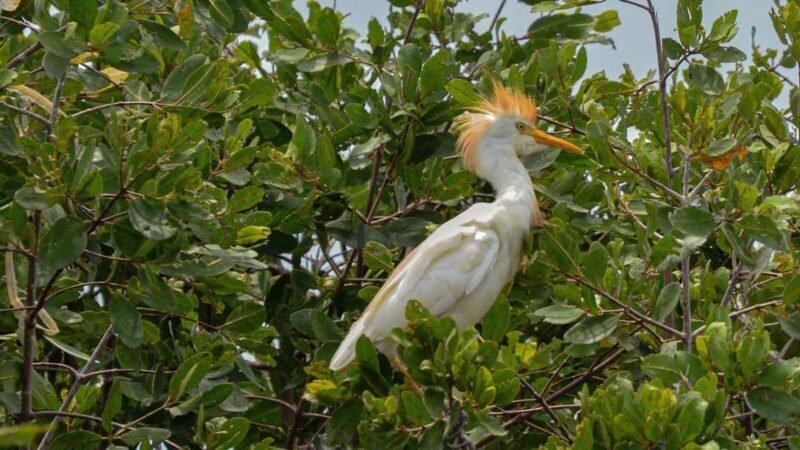 Puerto Escondido: Kayak Adventure On Manialtepec Lagoon - An In-Depth Review of the Kayak Tour Experience