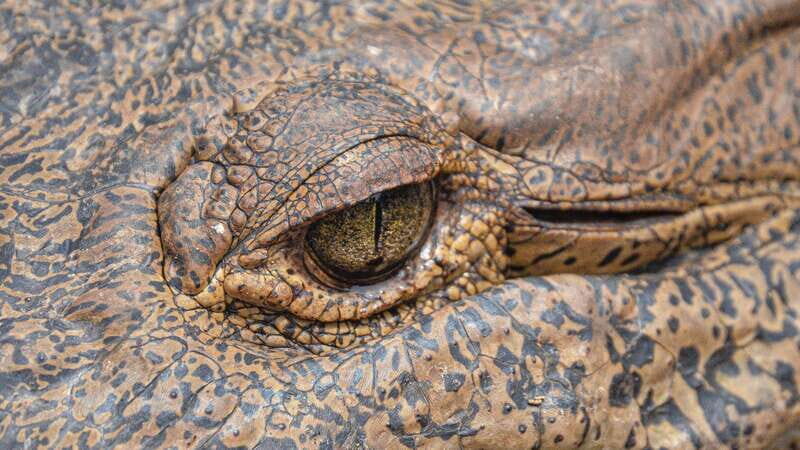 Puerto Escondido: Oaxaca Coast Wildlife Ecotour - FAQ