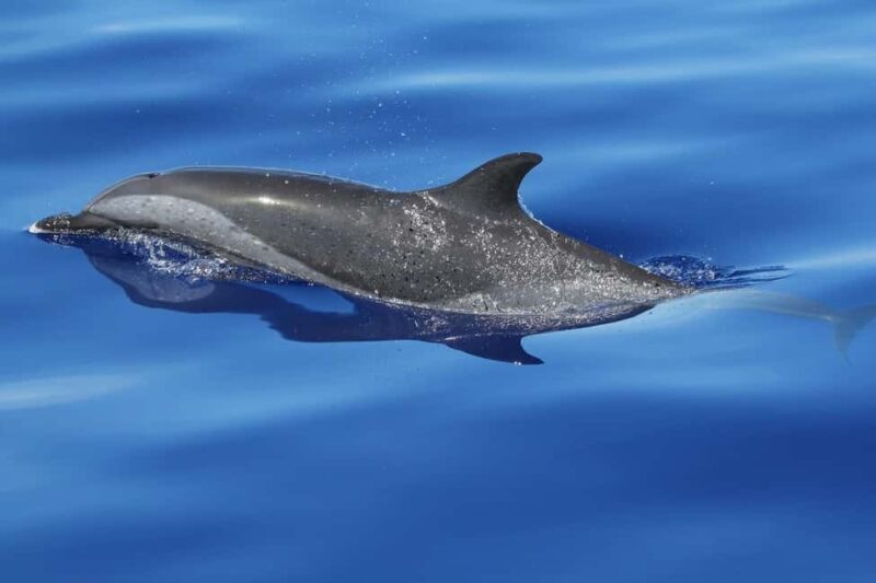 Puerto Escondido: The Best Adventure for Dolphin Watching - Key Points
