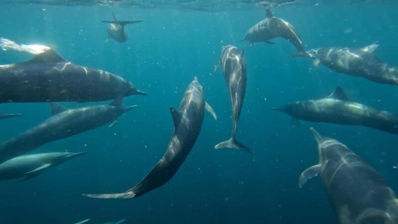 Puerto Escondido: The Best Adventure for Dolphin Watching - The Experience: What to Expect from Start to Finish