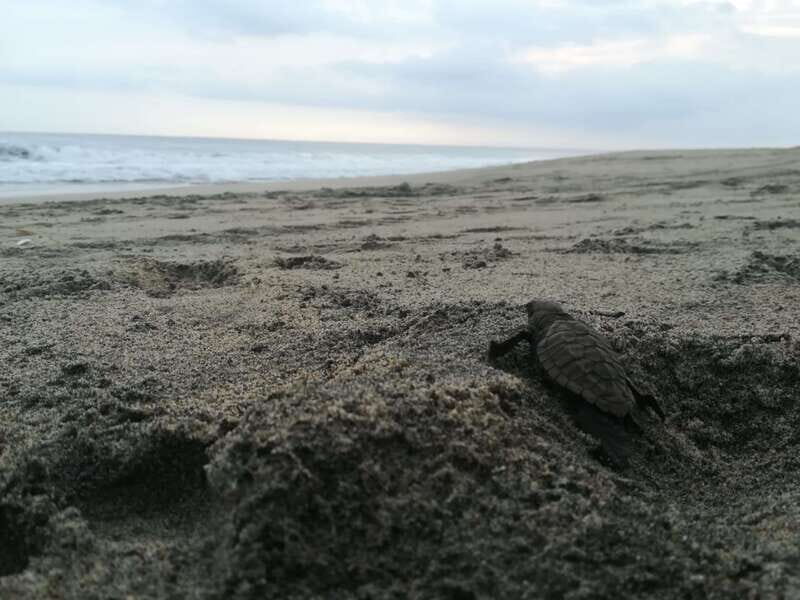 Puerto Escondido: Turtle Release and Bioluminescent Plankton - Transportation and Organization: What Travelers Should Know