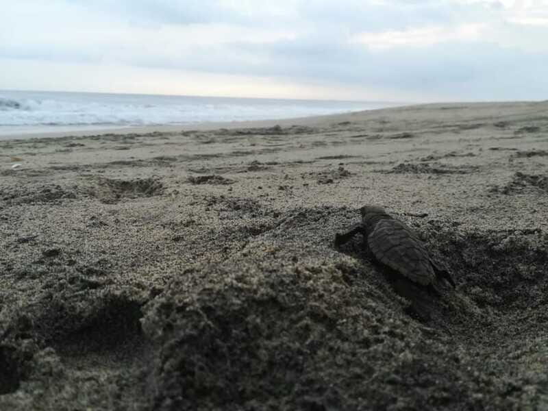 Puerto Escondido: Turtle Release and Bioluminescent Plankton - FAQ: Your Questions Answered