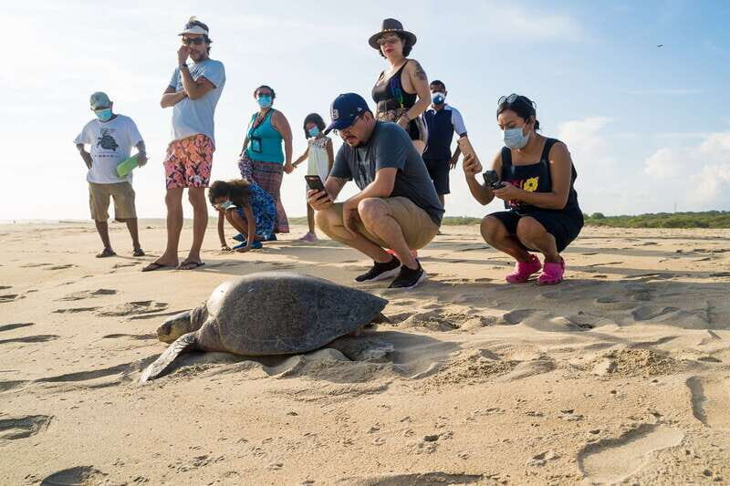 Puerto Escondido: Turtle Release Experience - What Is the Turtle Release Experience?