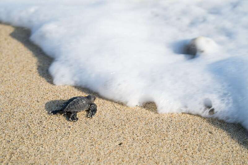 Puerto Escondido: Turtle Release Experience - The Guides and Conservation Efforts