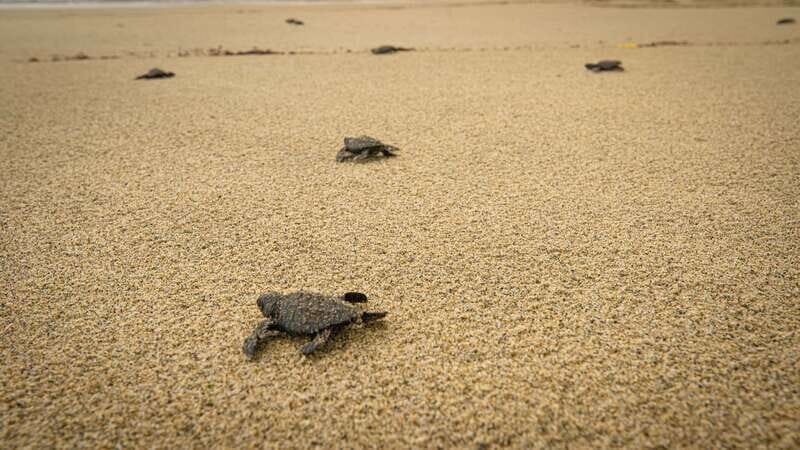 Puerto Escondido: Turtle Release Experience - Timing and Seasonal Considerations