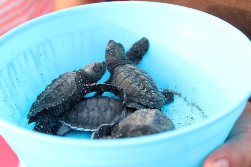 Puerto Escondido: Turtle Release Experience - Cost and Value