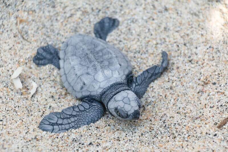 Puerto Escondido: Turtle Release Experience - Who Is This Tour Best For?