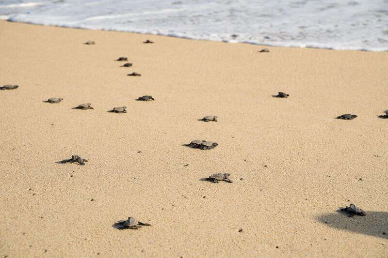 Puerto Escondido: Turtle Release Experience - Final Thoughts