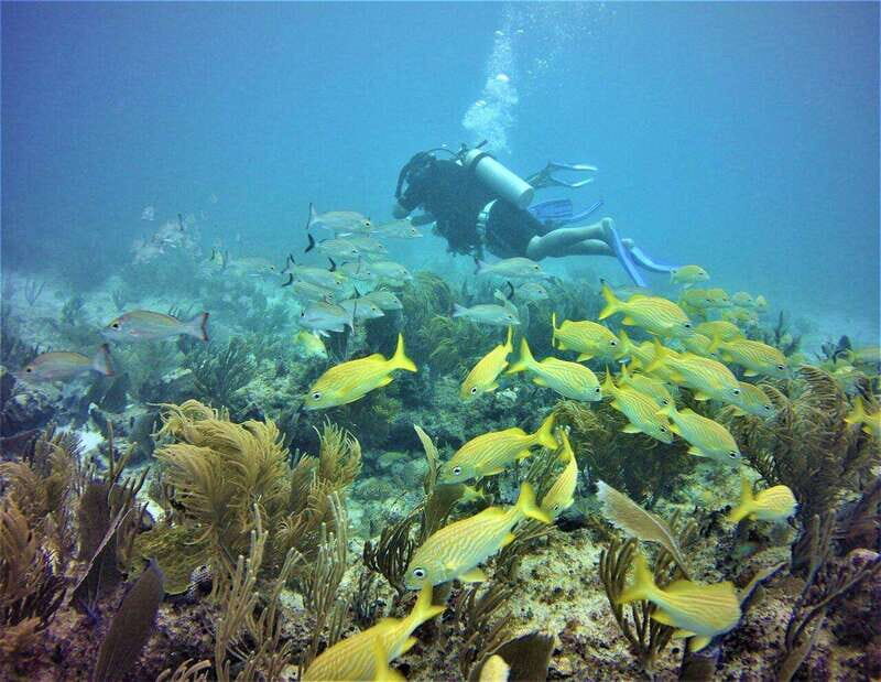 Puerto Morelos: Diving at the C56 Shipwreck - The Experience in Detail