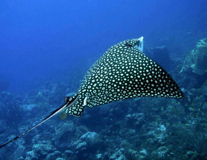 Puerto Morelos: Diving at the C56 Shipwreck - The Sum Up