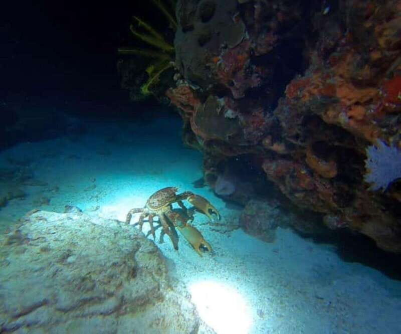 Puerto Morelos: Ojo de Agua Night Dive for Certified Divers - Key Points