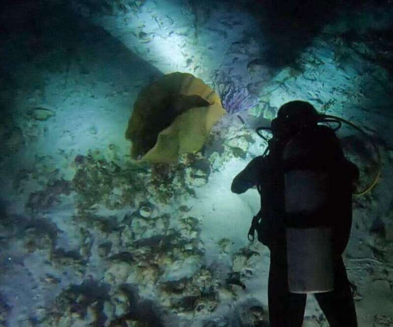 Puerto Morelos: Ojo de Agua Night Dive for Certified Divers - Deep Dive into the Details