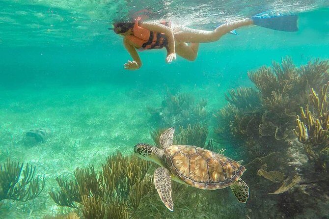 Puerto Morelos Reef Snorkeling Tour with Lunch & Hotel Pickup - Who Will Love This Tour?