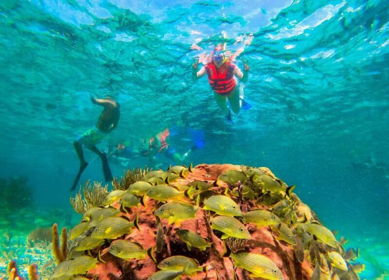 Puerto Morelos: Reef Snorkeling Trip with Beachside Lunch - Final Thoughts: Who Will Love This Tour?