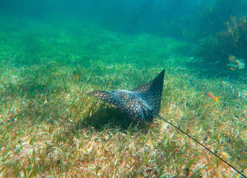 Puerto Morelos: Reef Snorkeling Trip with Beachside Lunch - FAQ: Your Practical Questions Answered