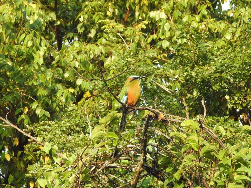 Puerto Morelos: Ruta de los Cenotes Birdwatching Tour - Final Thoughts: Who Should Consider This Tour?