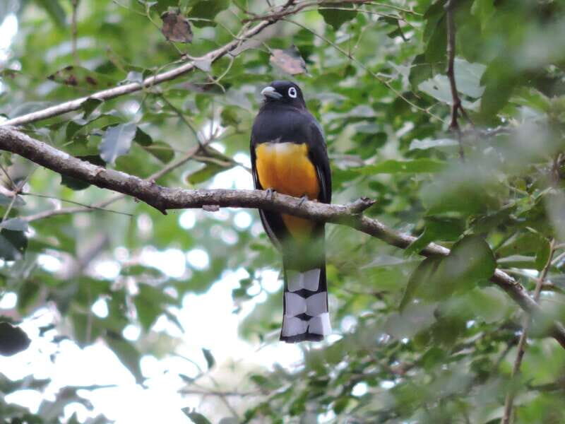 Puerto Morelos: Ruta de los Cenotes Birdwatching Tour - FAQs