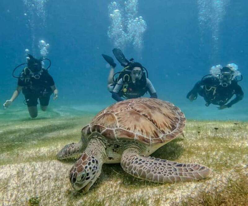 Puerto Morelos: Scuba Diving for Beginners - 2 Dives - An Honest Look at the Experience