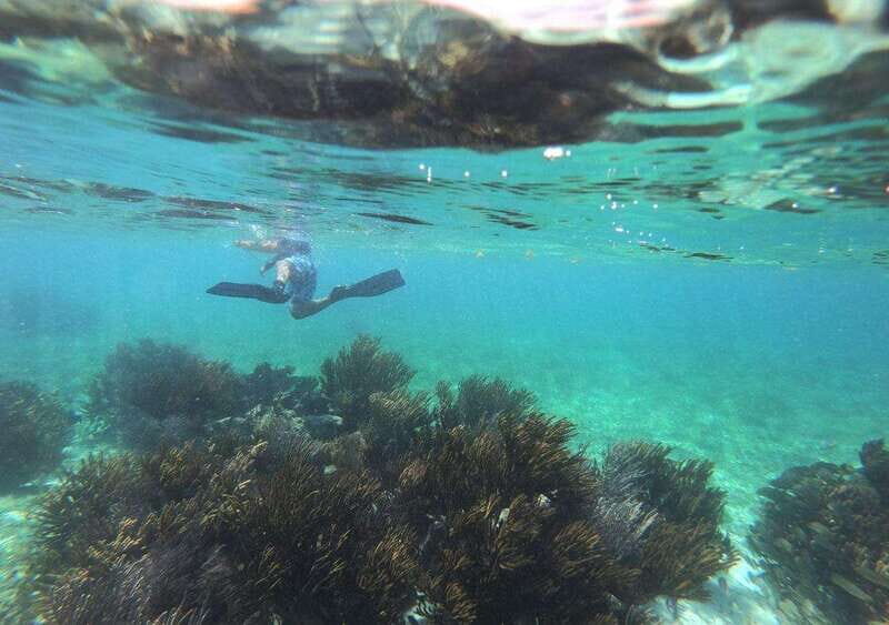 Puerto Morelos: Snorkel in Coral Reef with transportation - FAQ