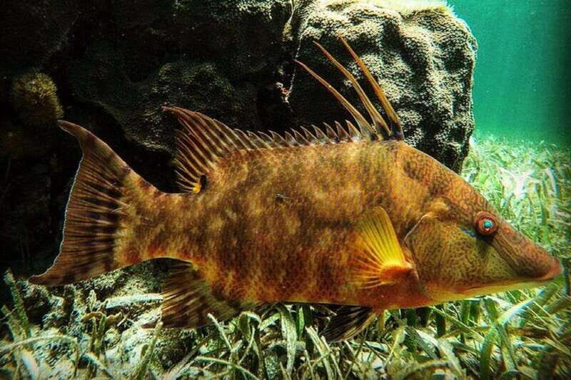 Puerto Morelos: Snorkeling Guided Activity - Key Points