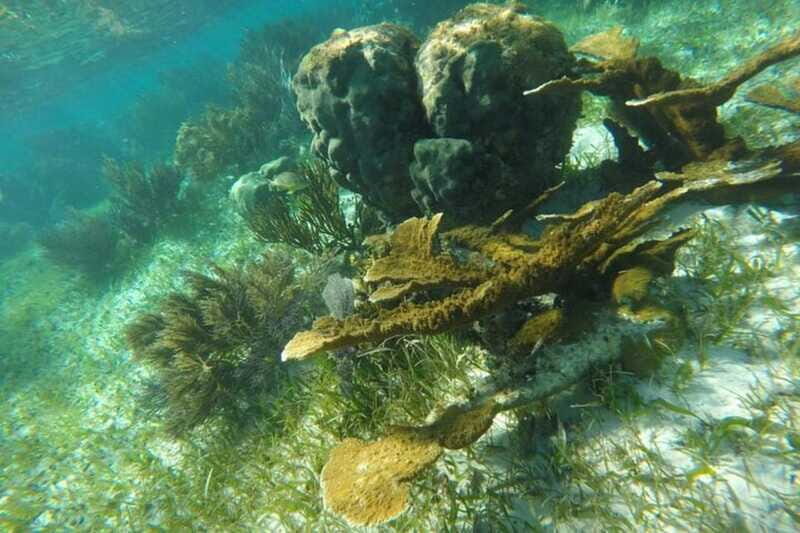 Puerto Morelos: Snorkeling Guided Activity - Final Thoughts: Is This Tour for You?