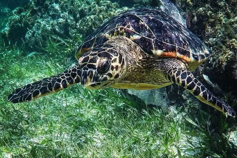 Puerto Morelos: Snorkeling Guided Activity - FAQs
