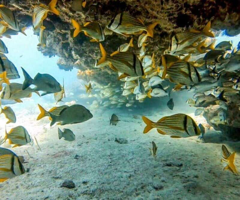 Puerto Morelos: Two Reef Dives for Certified Divers - The Benefits of This Experience