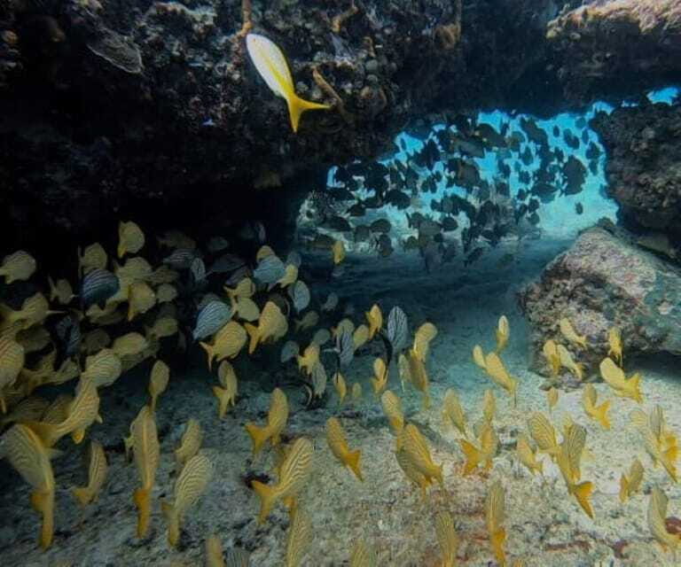 Puerto Morelos: Two Reef Dives for Certified Divers - Practical Details and Tips
