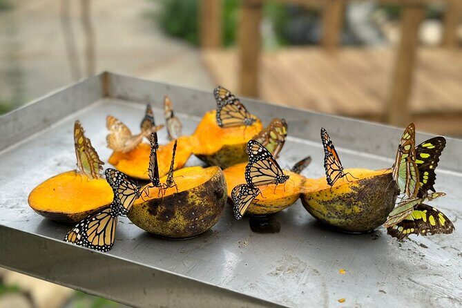 Puerto Plata City Tour with Butterfly Garden - Puerto Plata City Tour with Butterfly Garden: A Genuine Look at What’s On Offer