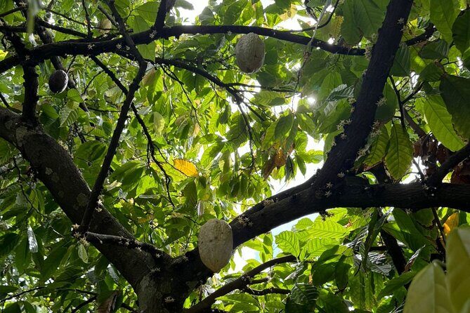 Puerto Plata City Tour with Butterfly Garden - FAQs