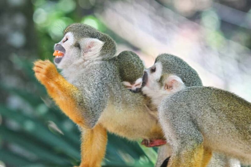 Puerto Plata: Monkeyland and Zip-Line Adventure - The Sum Up: Who Should Choose This Tour?
