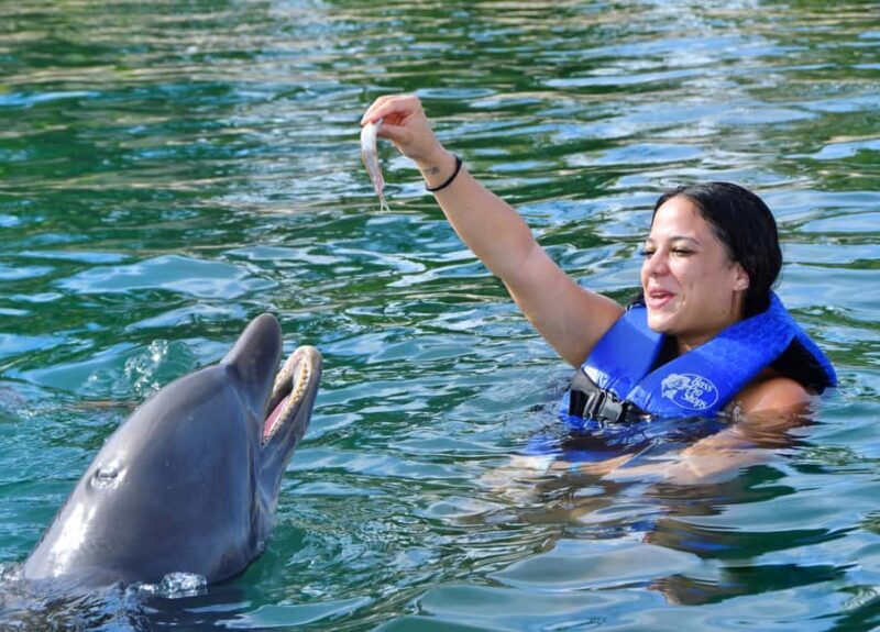 Puerto Plata Ocean World Dolphin Swim - Key Points