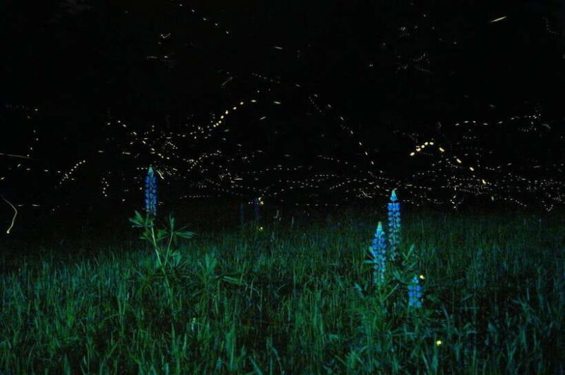 Puerto Princesa: Firefly Watching Bay Cruise with Dinner - The Practicalities