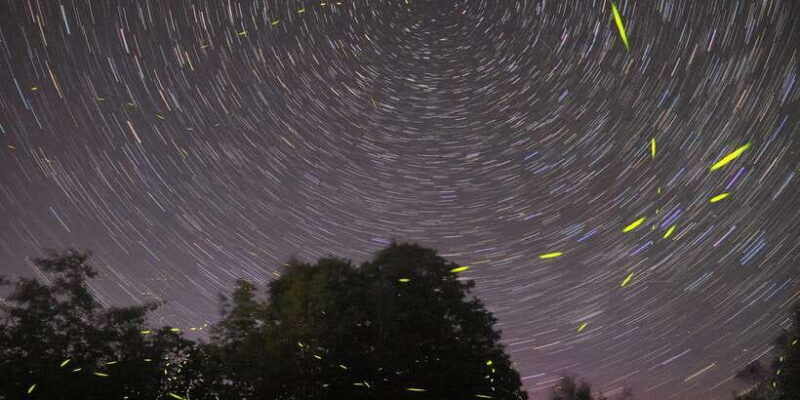 Puerto Princesa: Firefly Watching Bay Cruise with Dinner - FAQs