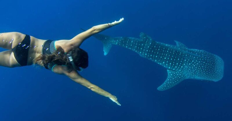 Puerto Princesa: Swim with Whale Sharks Boat Cruise - Key Points