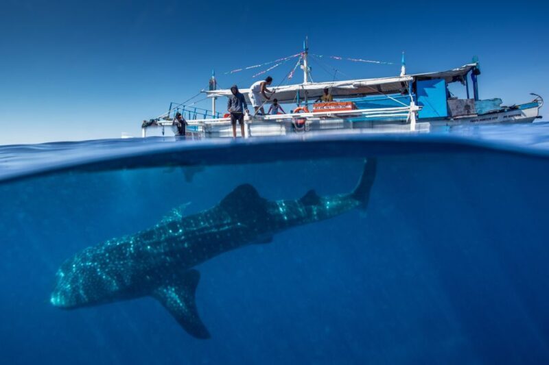 Puerto Princesa: Swim with Whale Sharks Boat Cruise - An In-Depth Look at the Puerto Princesa Whale Shark Tour