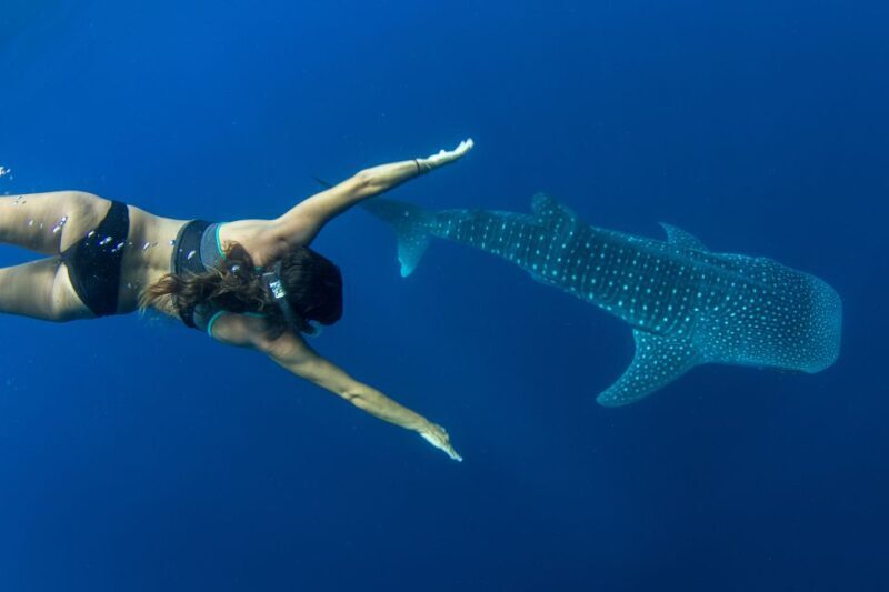 Puerto Princesa: Swim with Whale Sharks Boat Cruise - FAQs