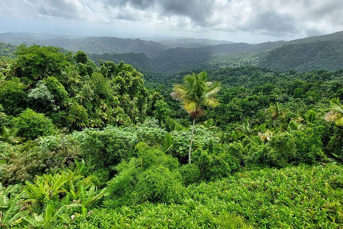 Puerto Rico: El Yunque Sightseeing Half-Day Tour w/Transfer - Authentic Insights from Travelers