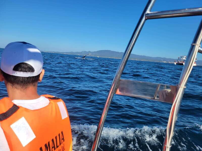 Puerto Vallarta: 3-Hour Whale Watching and Snorkeling - A Closer Look at the Tour Experience