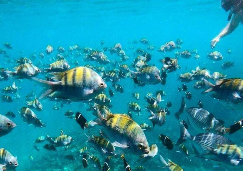 Puerto Vallarta: Arcos, Animas, Quimixto + Open Bar Onboard - FAQ