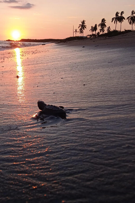 Puerto Vallarta: Baby Turtle Release in Conservation Area - Key Points